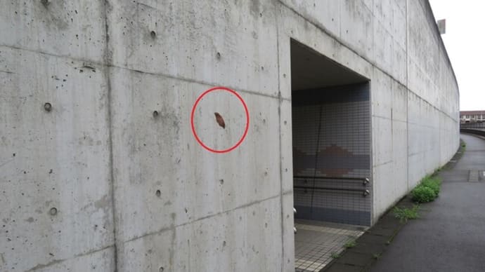 ヤママユ♂(富山市小杉)