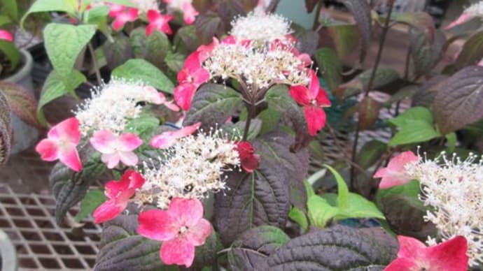 花桃の下の花壇周りの葉草抜き