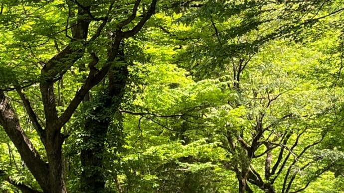 因幡路の渓