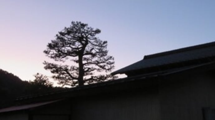 松の木