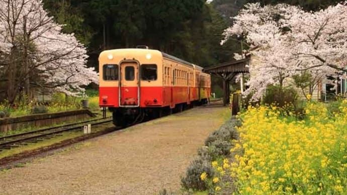 桜と菜の花が溢れる 月崎駅・小湊鐡道(千葉県)