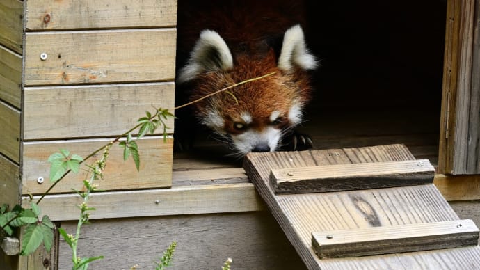 ◆昨日の脇役たち(千葉市動物公園)