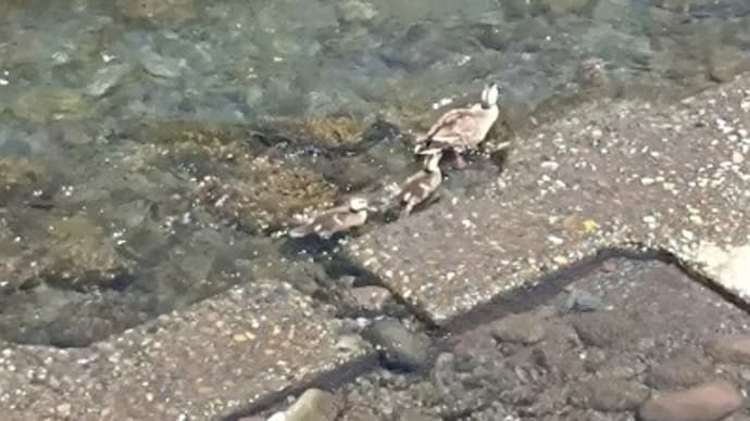 今年も田舎のカルガモは引っ越ししてない?!