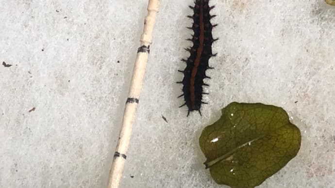 今日のツマちゃん🐛