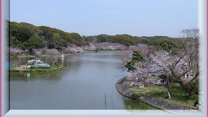 お花見