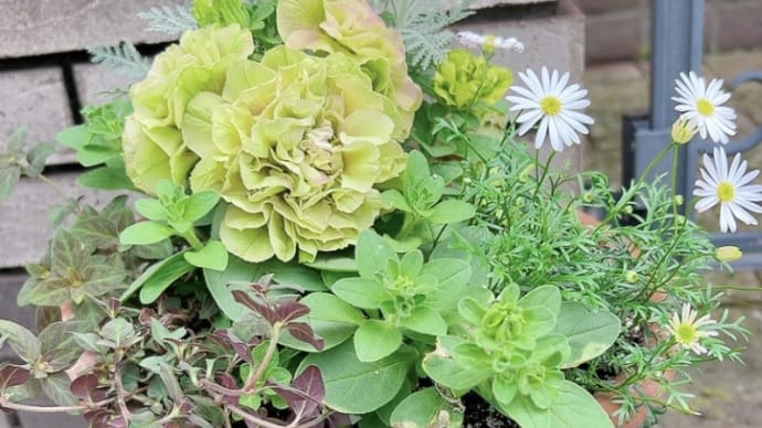 最強のペチュニア クロエ&バラは次々と開花