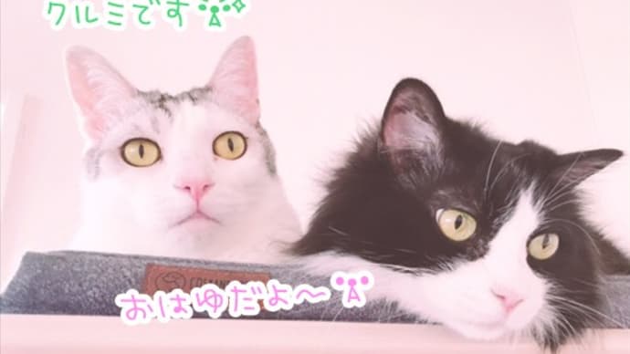 クルミ & お春の誕生日