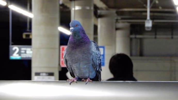 2017・3・16 今夜のお楽しみは帝国ホテルのフルーツケーキ(^^♪ところで。駅の鳩はいつ寝るんだろう(?_?)