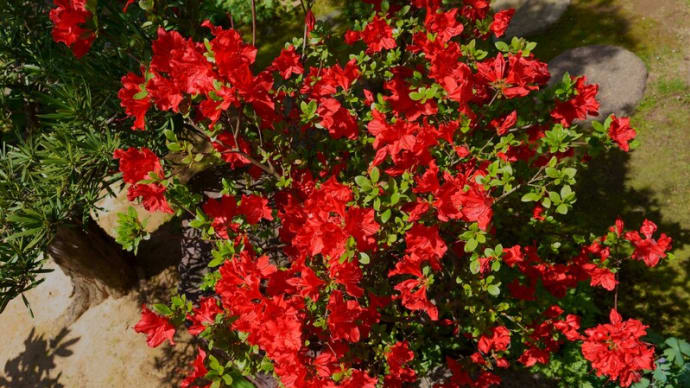 ●我が家の5月の花(2) のとキリシマ(けら性)