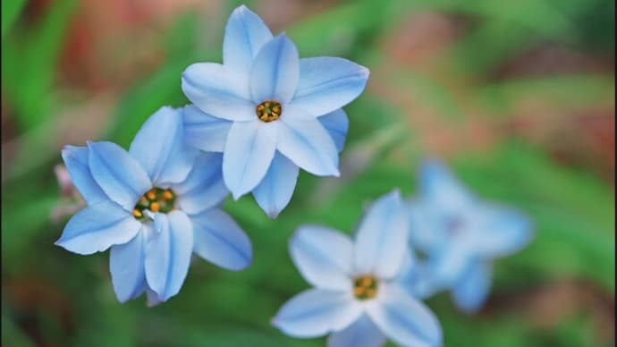 「自宅の庭に咲いた草花 」ハナニラ・他