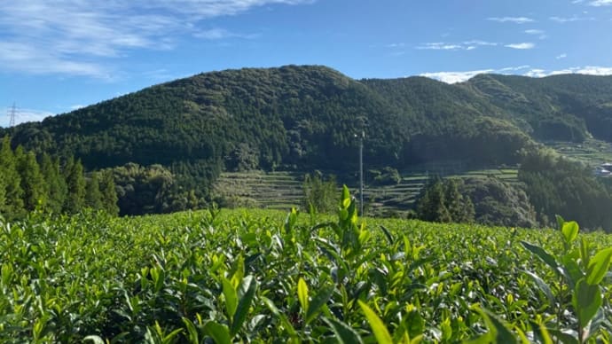 まだまだ続くよ🌱秋整枝🌱