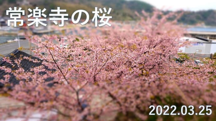 山陰の桜NO⑦ 美保関町の桜 満開になった 3月25日
