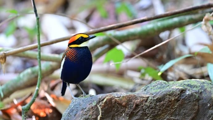  タイ南部紀行2024年2月　スリパンガー国立公園編　その１／マラヤシマヤイロチョウ　ハイムネヒヨドリ　ムナフハナドリ　ルリコノハドリ等