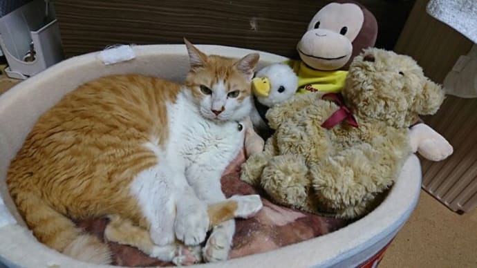 9月26日(日) 猫の麦とごまの日常日記