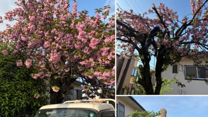 八重桜の管理が難しくなってしまったと八重桜伐採のご相談