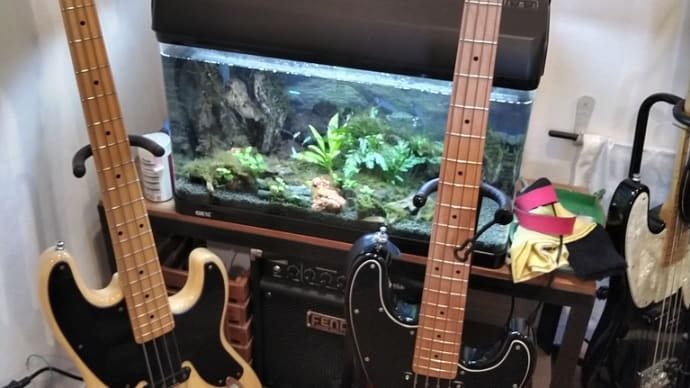 Tele-BASS