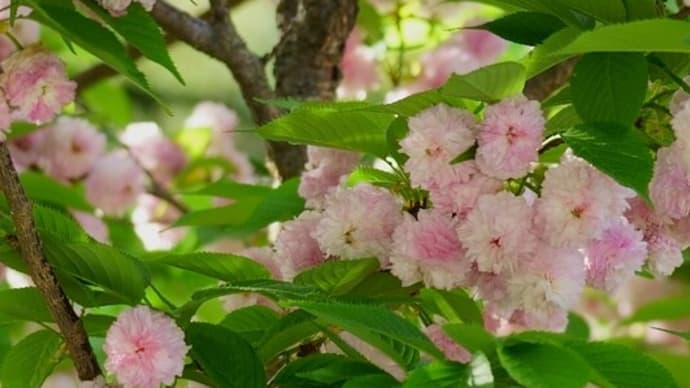 ●兼六園(4月23日 1) 兼六園菊桜 満開