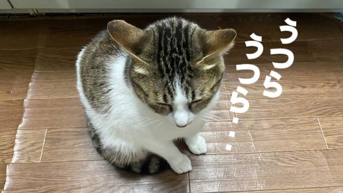 シャキキーン!!