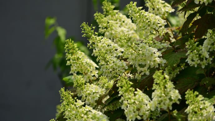水生植物公園みずの森 (2020.6.2) 1