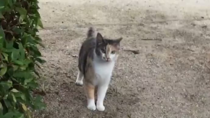 外で生きる…