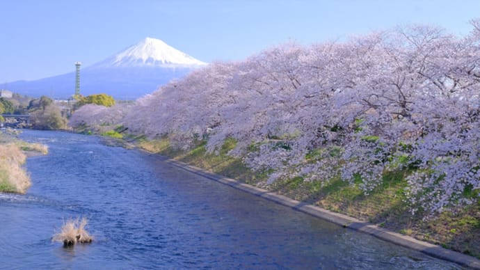 sakeの歩窓から(龍巌淵で桜と富士山と)