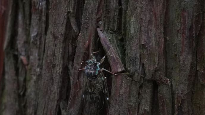 森は「ヒグラシ」の大合唱