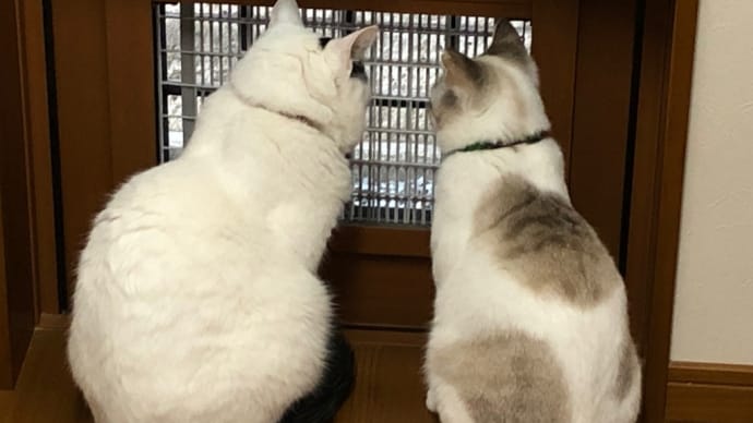 いち、にい、さん、しい