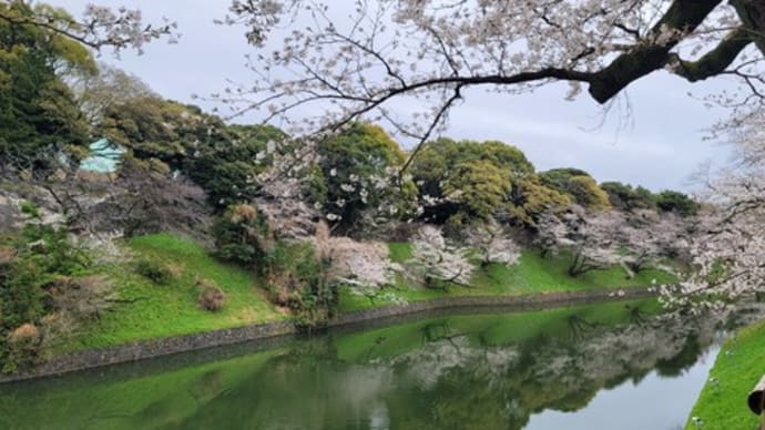 桜三昧🌸