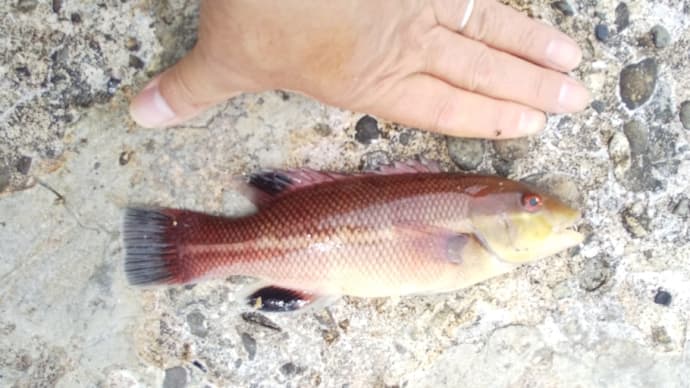 少し早いと思ったが、、紀州釣りへ