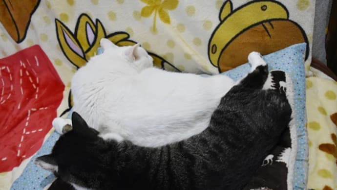 どうしようかなぁ?