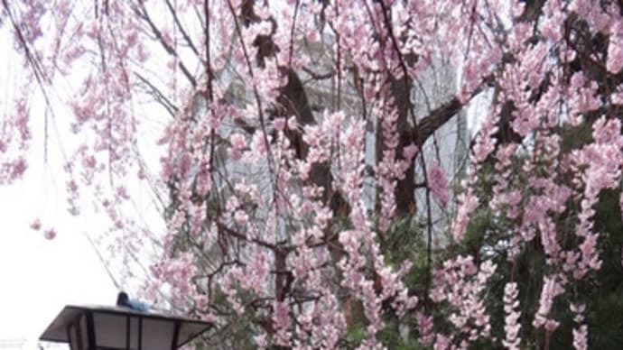 2014年・水火天満宮の桜　＠　京都妖怪探訪（３４０）