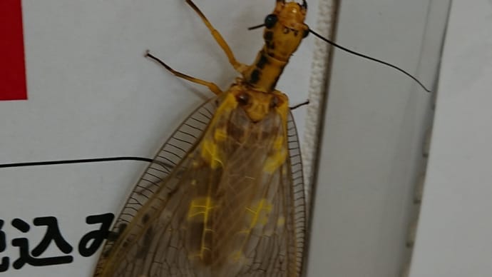 本物でした