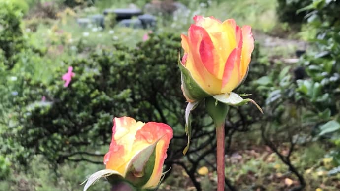 朝の庭で・薔薇と花菖蒲
