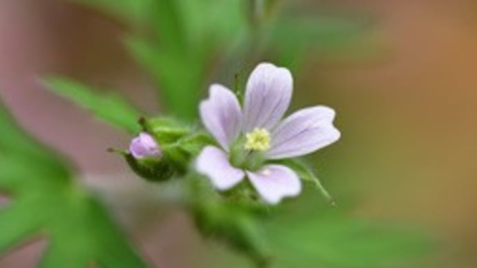 我が家の庭の花たち(亜米利加風露)