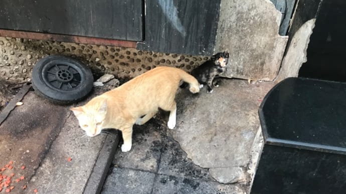 帰りにゃんこず。