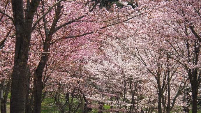 桜峠の大山桜が見事でした！（北塩原村）