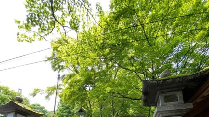 長野県と群馬県の県境にある神社　　熊野皇大神社　しなの木の立体御朱印がすごい！
