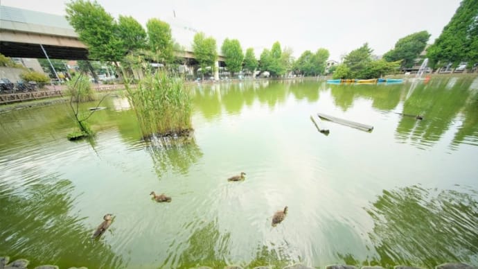 カルガモの子育て その4(板橋区立見次公園 2021.6.8撮影)