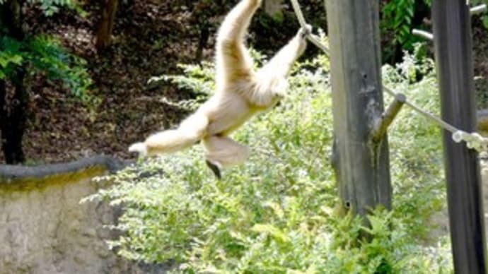 見ている方がヒヤヒヤするシロテナガザル
