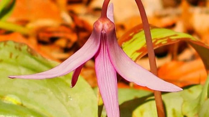 三毳山のカタクリ　葉に花影・雨粒