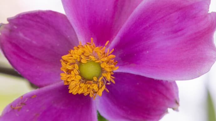 ●我が家の9月の花(2) 秋明菊 雨のしずく ニチニチソウ コムラサキの実
