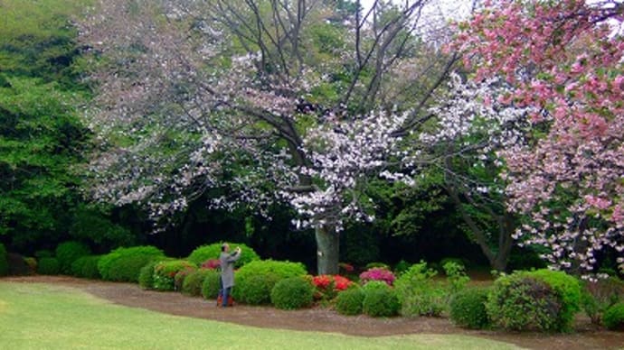 新宿御苑の八重桜