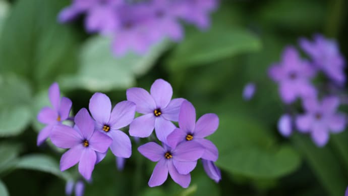 5月上旬に咲くブルー系の花色の植物たち