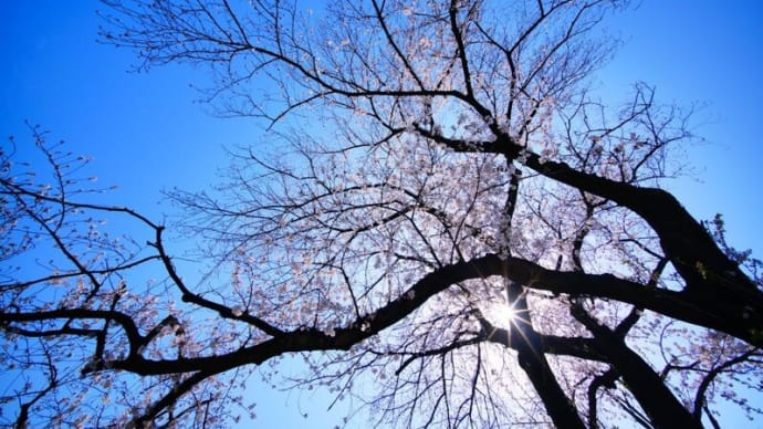 東京大仏と公園の桜(東京都板橋区 2025.4.5撮影)