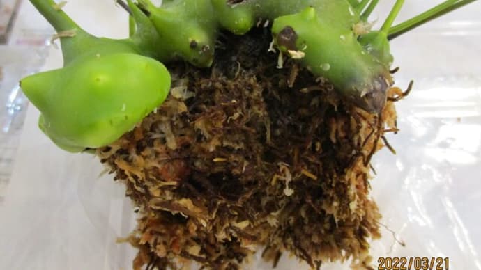 2022☆春のデパリオイデス植替え