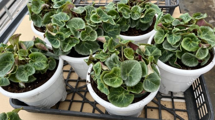 6寸シクラメン植え替え完了٩(^‿^)۶