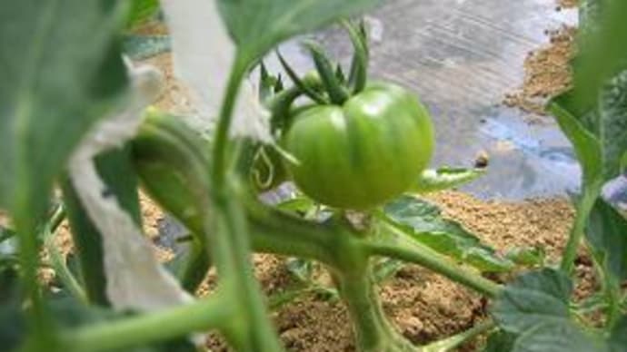 トマトの育て方