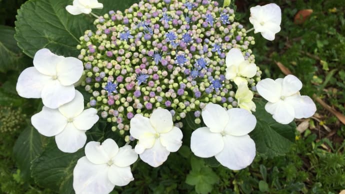 額紫陽花のお花、海を眺めるビローヤシの木の足下に💕