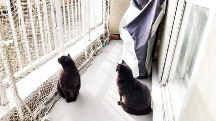 男子ねこーずまったりさん(ΦωΦ)