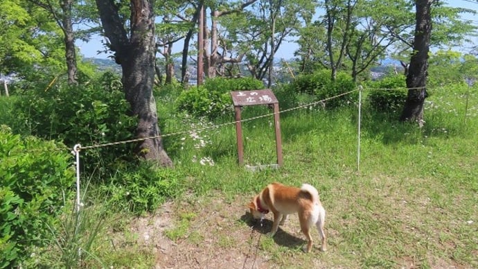 選択肢が広がる「お迎えアリ」衣笠山から山科台へ